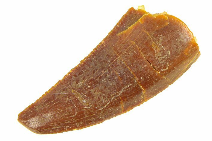 Serrated, Raptor Tooth - Real Dinosaur Tooth #291591